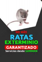 Fumigación de ratas